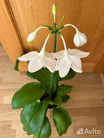Цветущая лилия с горшком