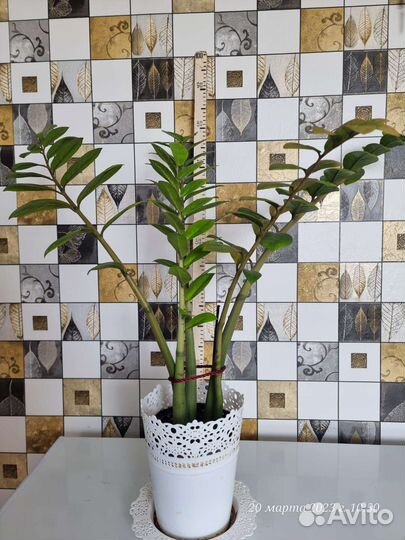 Сансевиерия, Пеперомия Рейндроп, Сингониум