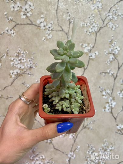 Суккуленты, эхеверии 8 шт