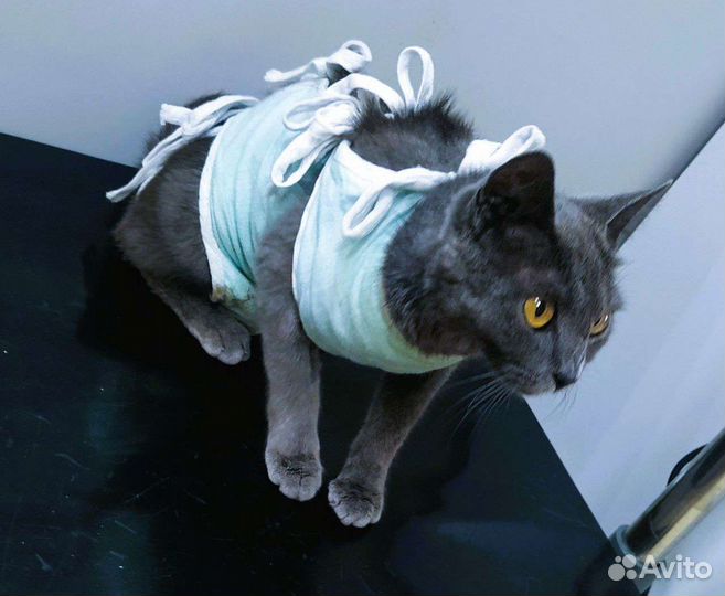 Кошки в добрые руки