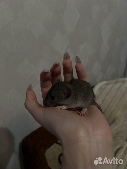 Крысята дамбо