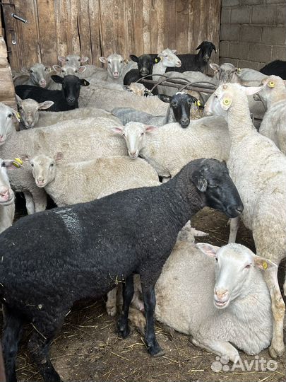 Овцы бараны на Курбан байрам