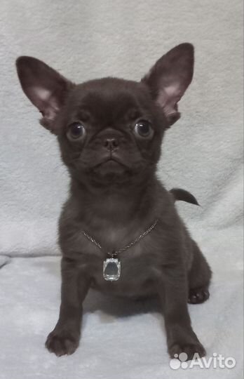 Щенки чихуахуа