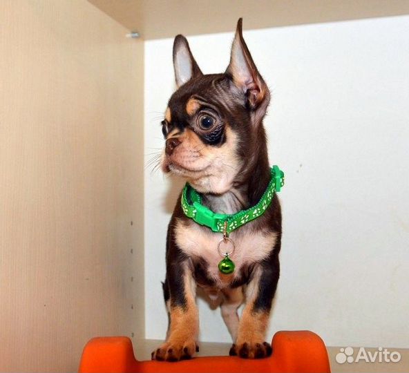 Чихуахуа красивые,яркие мальчики,есть мини