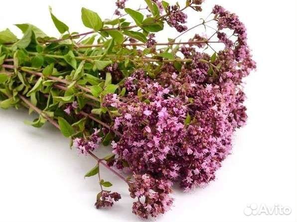 Душица матрёшка травы соцветия и букеты