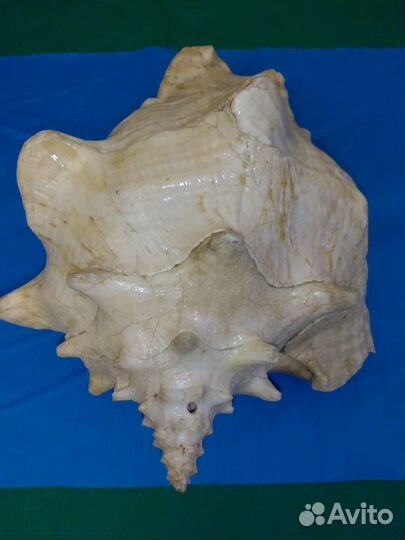 Ракушка большая