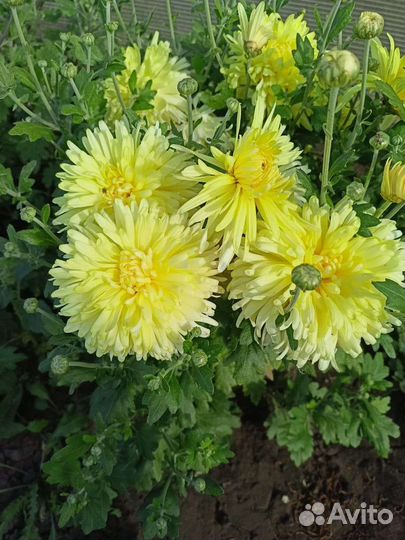 Хризантема