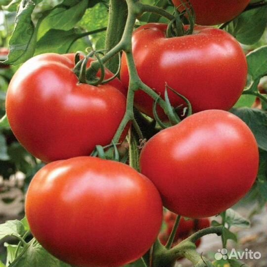 Навоз конский в мешках 50л