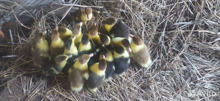 Утята индоутки