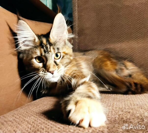 Котята Мейн Кун