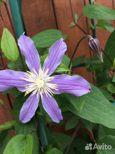 Продам клематис Сизая птица