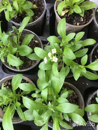 Комнатные цветы и садовые