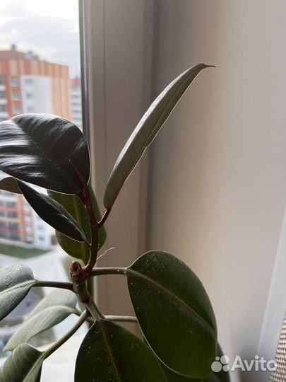 Фикус (спацифилум,алое и др )