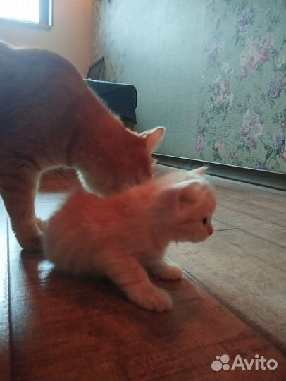 Бело рыжий котенок