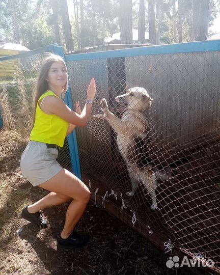 Выгул собак