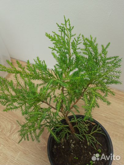 Можжевельники, сосна мугус, туя складчатая Випкорд