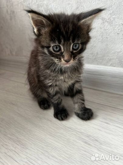 Котята мейн-кун