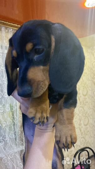 Кроличья такса