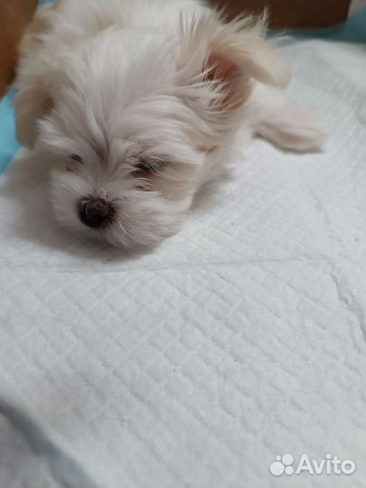 Мальтийская болонка