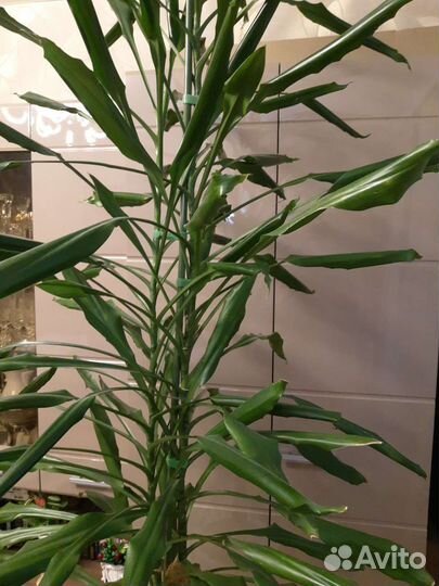 Пальма драцена