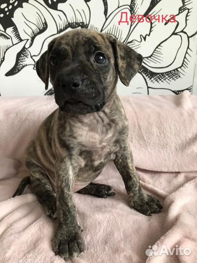 Щенки питбуля