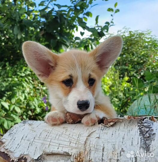 Вельш-корги пемброк