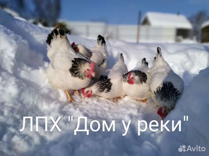 Куры породные