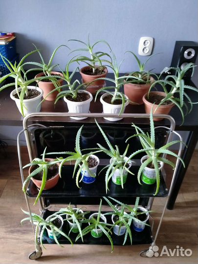 Алоэ (столетник)