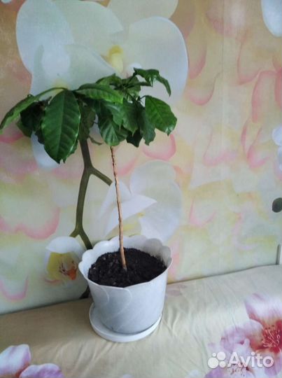 Монстера драцена, кофе арабика