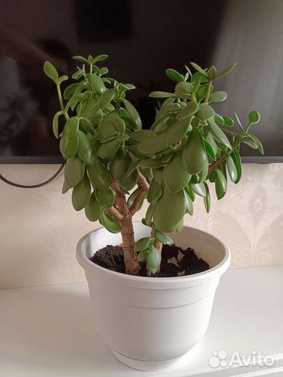 Толстянка, денежное дерево