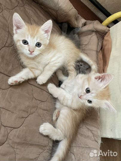 Отдам котят