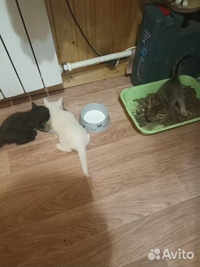 Кошка в дар