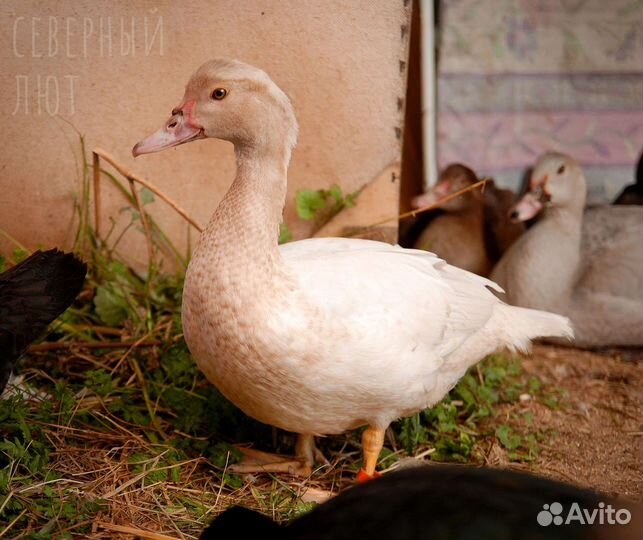Тяжёлая линия Индоутки утята разные окрасы