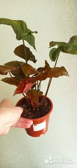 Сингониум Брокант