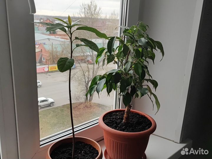 Фикус бенджамина, авокадо