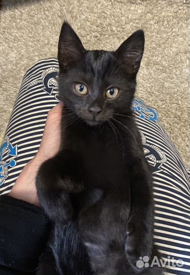 Котята от британской кошки