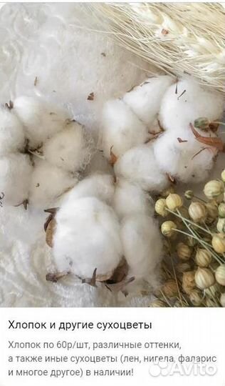 Сухоцветы