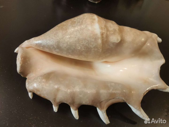 Ракушка океаническая