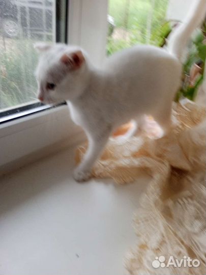 Вислоухие котята в добрые руки