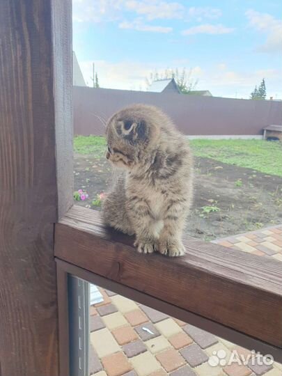 Котенок мальчик бесплатно