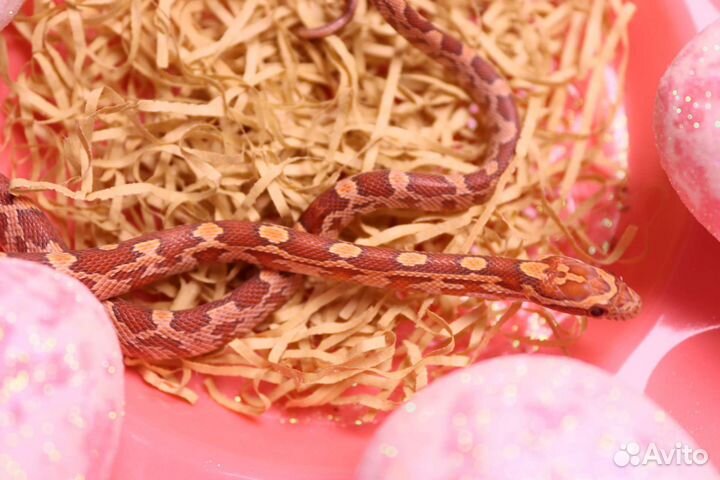 Маисовый полоз