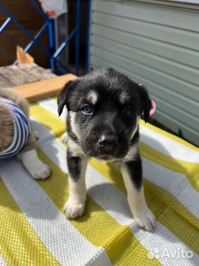 Собака в добрые руки щенок хаски