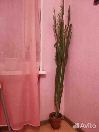 Кактус молочай