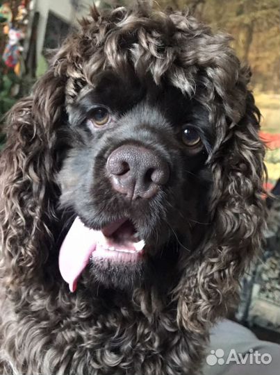 Кокер спаниель