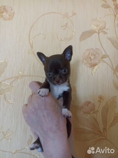 Собаки щенки