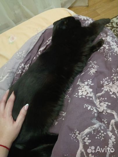 Котята в добрые руки бесплатно