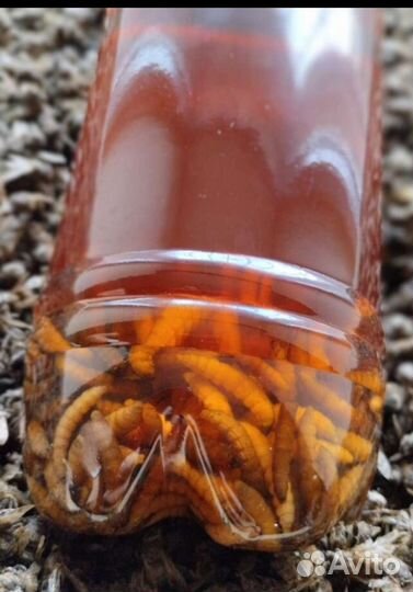 Экстракт восковой моли