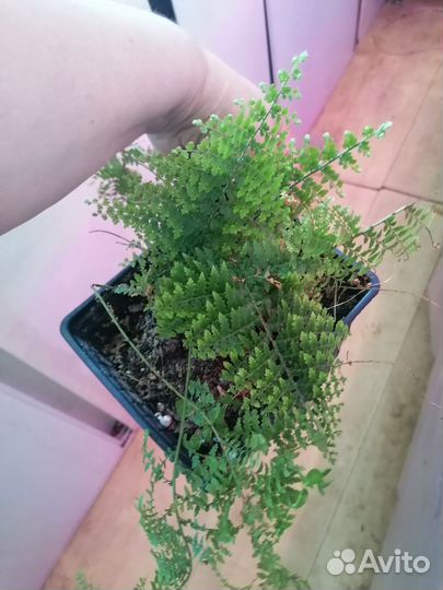 Комнатные цветы