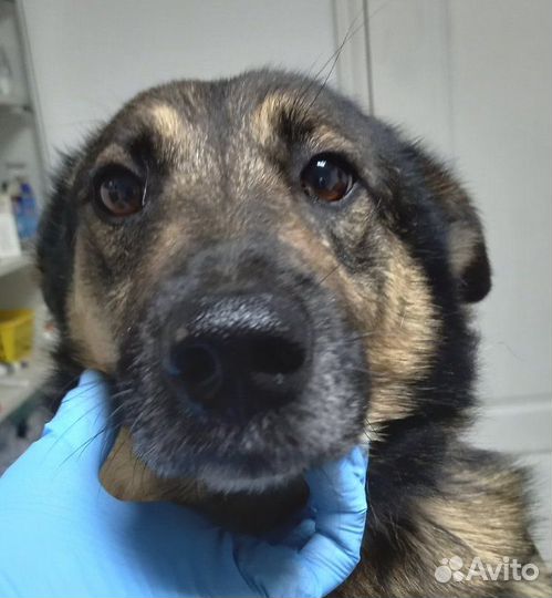 Собака компаньон