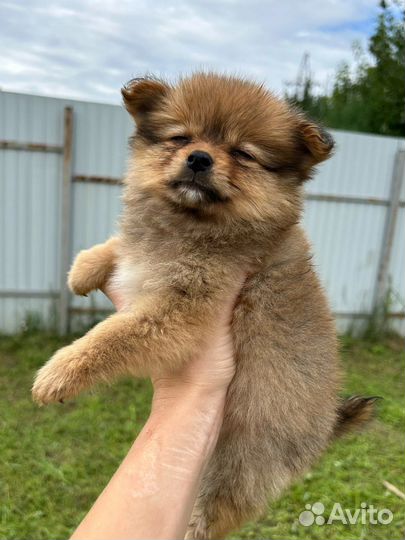 Щенки немецкий шпиц